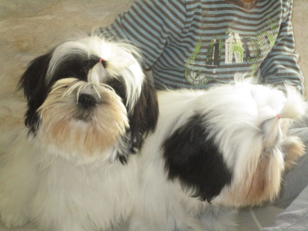 chiot Shih Tzu De La Jaminerie