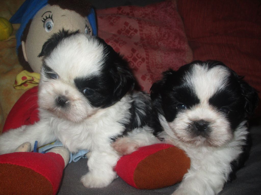 De La Jaminerie - Shih Tzu - Portée née le 02/02/2020