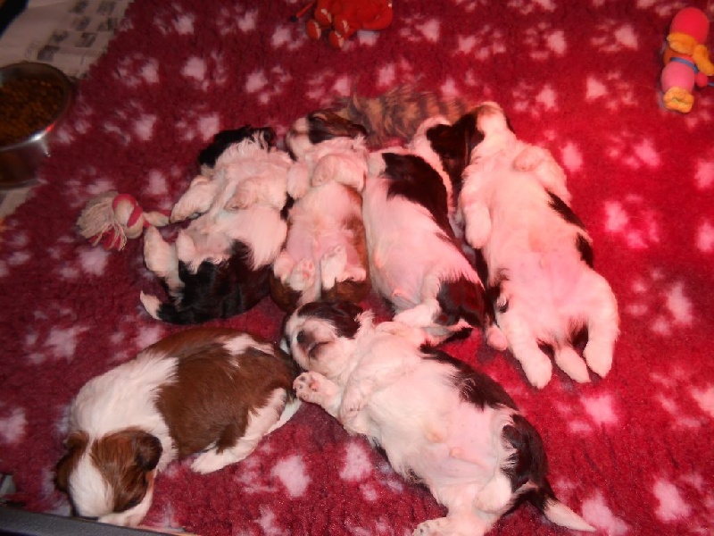 De La Jaminerie - Shih Tzu - Portée née le 26/01/2015