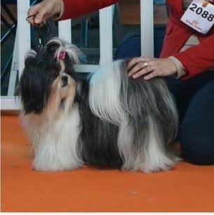 Niu jia Impérial du Lion d'Ambre