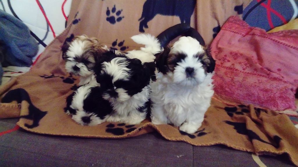 De La Jaminerie - Shih Tzu - Portée née le 29/10/2017